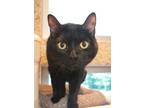 Adopt Stormy 47951 a Domestic Short Hair