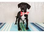 Adopt Cutie a Retriever, Mixed Breed