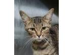 Adopt Angie a Domestic Short Hair
