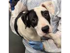 Adopt Puddinpop a Labrador Retriever