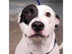 Adopt Mozzarella a Pit Bull Terrier