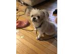 Adopt Bella~ a Shih Tzu