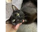 Adopt Maudey a Bombay, Domestic Short Hair