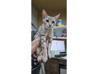 Adopt Java a Domestic Short Hair