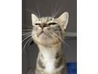 Adopt Jelly Bean a Domestic Short Hair
