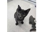 Adopt Peaches a Domestic Short Hair