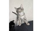 Adopt Cream a Domestic Short Hair