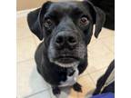 Adopt Noel a Black Labrador Retriever, Mixed Breed