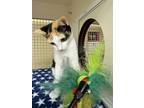 Adopt Penelope a Domestic Short Hair, American Shorthair
