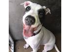 Adopt Lulu a Terrier
