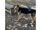 Adopt Nova a German Shepherd Dog