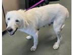 Adopt Twilight Sparkles a Great Pyrenees, Mixed Breed