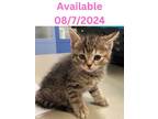 Adopt Cat Condo #9 a Domestic Short Hair