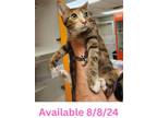 Adopt Cat Condo #20 Lola a Domestic Short Hair