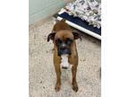Adopt Abby Cadabby a Boxer