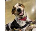 Adopt Brooke a Australian Cattle Dog / Blue Heeler
