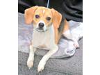 Adopt Nora a Beagle