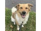 Adopt Princess a Shepherd