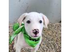 Dog for adoption - Coconut JuM, a Yellow Labrador Retriever & Anatolian Shepherd
