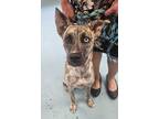 Adopt Shayla a Shepherd, Siberian Husky