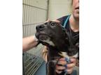 Adopt P.J a Labrador Retriever, Shepherd