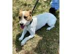 Adopt Josie a Mixed Breed