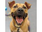 Adopt Frida a Pit Bull Terrier, Mixed Breed