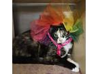 Adopt Karmen a Domestic Short Hair