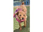 Adopt Aurora a Terrier, Mixed Breed