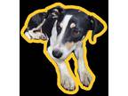 Dog for adoption - 56522482, a Border Collie