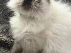 Binks And Oscars Kittens Little Brinks Cattery