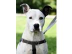 Adopt Tink Tink a Pit Bull Terrier, Hound