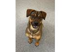 Adopt Izabella a Pit Bull Terrier