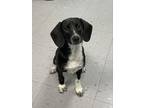 Adopt Deja a Beagle