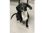 Adopt Doja a Beagle