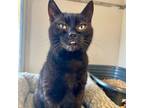 Adopt Holly a Domestic Short Hair