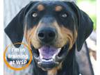 Adopt Serena a Mixed Breed