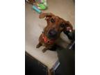 Adopt Ruby a Mixed Breed