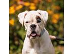 Adopt Beth a Boxer