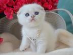 BLUE EYES Scottish Fold Eli