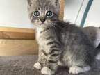 Tabby Male Kitten