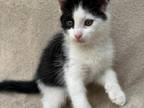 Mix Turkish Angora & Tuxedo Female