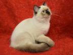 Loving Kittens
