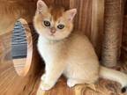 Male British Shorthair Kitten