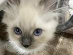 Purebred Mitted Blue Point Female Ragdoll