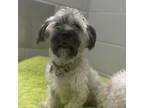 Adopt Brandy a Havanese