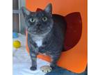 Adopt Betty a Domestic Short Hair