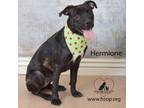 Adopt Hermione a Black Labrador Retriever, Boxer