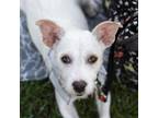 Adopt Yota a Schnauzer, Wirehaired Terrier