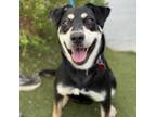 Adopt Choco - Adopted! a Labrador Retriever, Shepherd